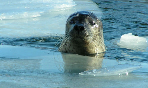 Gray Seal Peaking Its Head Through The Ice